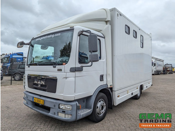 MAN TGL 12.250 4x2 Euro5 EEV RC HorseTruck - 2a3 Paards - 135.000km - MARGE (V821) en crédit-bail MAN TGL 12.250 4x2 Euro5 EEV RC HorseTruck - 2a3 Paards - 135.000km - MARGE (V821): photos 2
