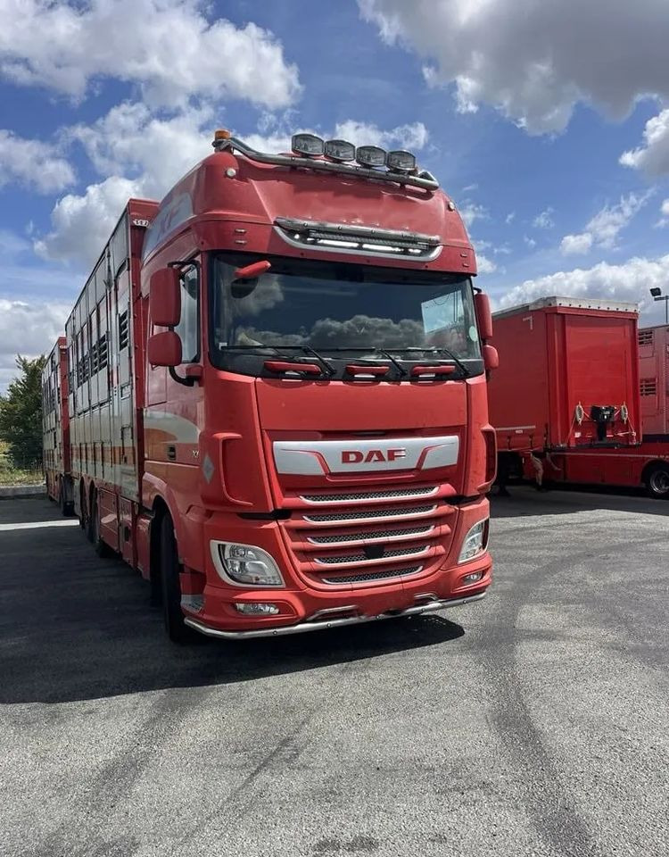 DAF XF 460 + Przyczepa Pezzaoli - 3X Trzoda, 2 X Bydło I 3 poziomy I Podnoszony dach I Hydroburta I Osie Skrętne I Poidła I Wentylatory I Pilot Manualny | Euro5 - Camion bétaillère: photos 1 DAF XF 460 + Przyczepa Pezzaoli - 3X Trzoda, 2 X Bydło I 3 poziomy I Podnoszony dach I Hydroburta I Osie Skrętne I Poidła I Wentylatory I Pilot Manualny | Euro5 - Camion bétaillère: photos 1