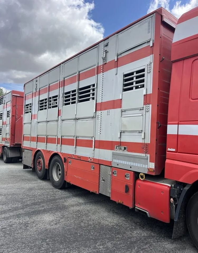 DAF XF 460 + Przyczepa Pezzaoli - 3X Trzoda, 2 X Bydło I 3 poziomy I Podnoszony dach I Hydroburta I Osie Skrętne I Poidła I Wentylatory I Pilot Manualny | Euro5 - Camion bétaillère: photos 5 DAF XF 460 + Przyczepa Pezzaoli - 3X Trzoda, 2 X Bydło I 3 poziomy I Podnoszony dach I Hydroburta I Osie Skrętne I Poidła I Wentylatory I Pilot Manualny | Euro5 - Camion bétaillère: photos 5