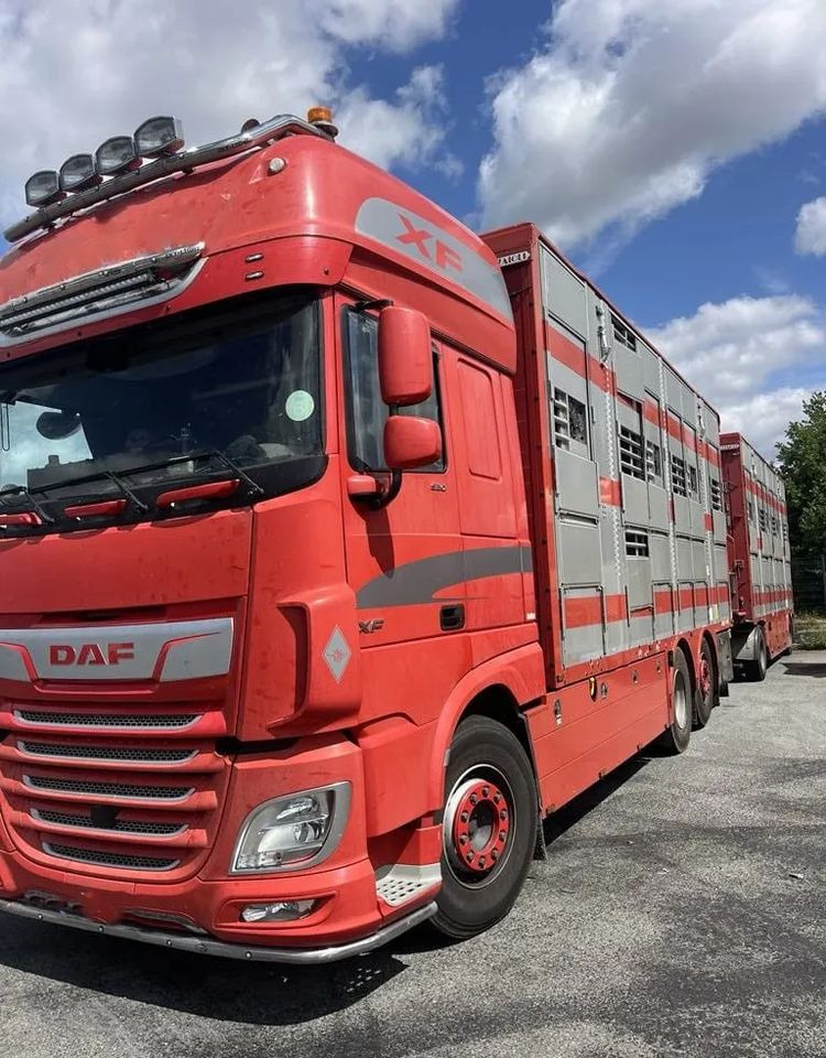 DAF XF 460 + Przyczepa Pezzaoli - 3X Trzoda, 2 X Bydło I 3 poziomy I Podnoszony dach I Hydroburta I Osie Skrętne I Poidła I Wentylatory I Pilot Manualny | Euro5 - Camion bétaillère: photos 2 DAF XF 460 + Przyczepa Pezzaoli - 3X Trzoda, 2 X Bydło I 3 poziomy I Podnoszony dach I Hydroburta I Osie Skrętne I Poidła I Wentylatory I Pilot Manualny | Euro5 - Camion bétaillère: photos 2