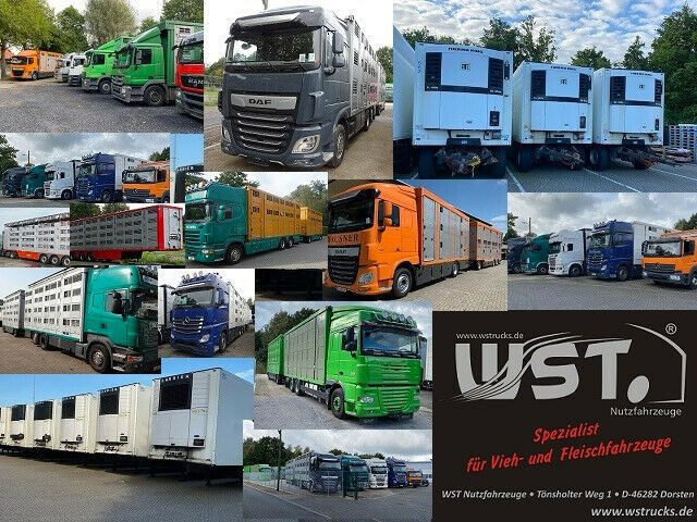Semi-remorque frigorifique Schmitz Cargobull SKO 24 Kühlauflieger Vector 1550 Strom/Diesel: photos 21